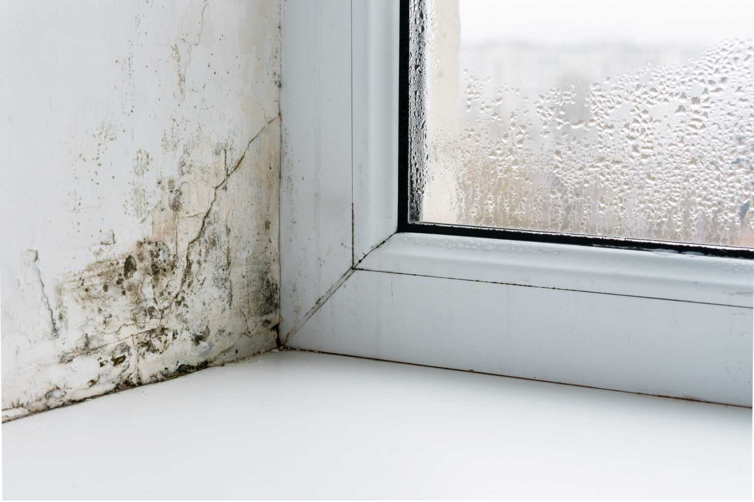 Mold in the Corner of a Plastic Window, Window Condensation